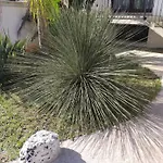 Dasylirion Vacanze Pensión *